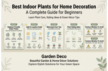 Best Indoor Plants for Home Decoration: Complete Guide for Begin