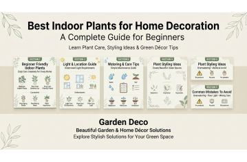 Best Indoor Plants for Home Decoration: Complete Guide for Begin Best Indoor Plants for Home Decoration: Complete Guide for Begin