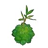 Artificial plants for table decor
